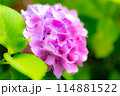 梅雨に咲くピンク色の紫陽花 114881522