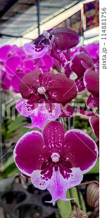 orchid flower in the garden orchid flower in the garden 114881756