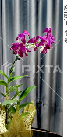 Dendrobium orchid flower bouquet 114881760
