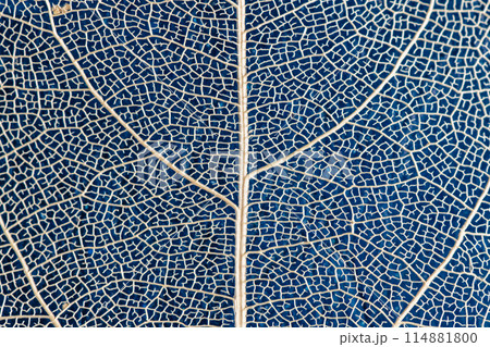 macro photography, natural plant background in the form of a skeletonized leaf of light beige color on blue background, close up macro photography, natural plant background in the form of a skeletonized leaf of light beige color on blue background, close up 114881800