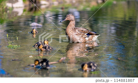 mother duck swims on the lake with her little cute ducklings, spring, summer, bird life 114881807