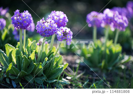purple flowers Primrose finely, Primula Acaulis Lilac toothed in spring 114881808