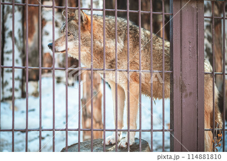 Close-up of a wolf behind bars in a zoo, wild predatory animal, mammal 114881810