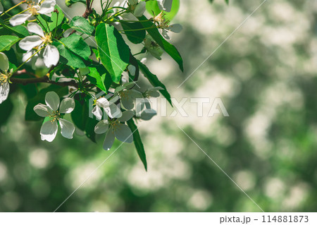 Fresh beautiful flowers of the apple tree blooming in the spring with copy space 114881873