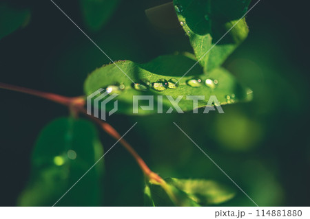 Plants in raindrops in the sun. Concept Summer, Spring, Nature 114881880