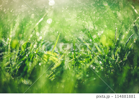 Grass with rain drops. Watering lawn. Rain. Blurred Grass Background With Water Drops closeup. Nature. Environment concept. Grass with rain drops. Watering lawn. Rain. Blurred Grass Background With Water Drops closeup. Nature. Environment concept. 114881881