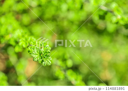 natural background. young gooseberry leaves with copy space. soft focus 114881891