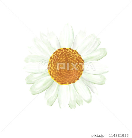 マーガレットの花（水彩画風） 114881935