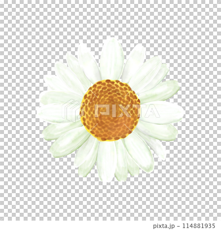 マーガレットの花（水彩画風） 114881935