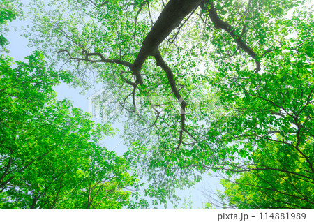 伊豆ヶ岳・新緑と木漏れ日（環境・エコ・マイナスイオン・癒しイメージ） 114881989