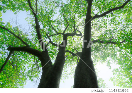 伊豆ヶ岳・新緑と木漏れ日（環境・エコ・マイナスイオン・癒しイメージ） 114881992