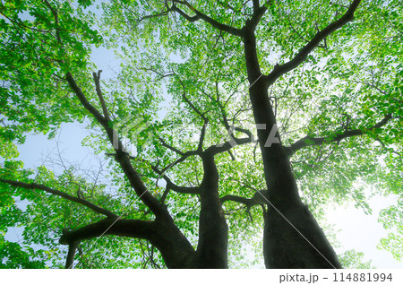 伊豆ヶ岳・新緑と木漏れ日（環境・エコ・マイナスイオン・癒しイメージ） 114881994