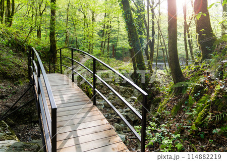 Pedestrian bridge in a large green forest. 114882219