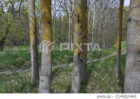 aspen grove in spring 114882460