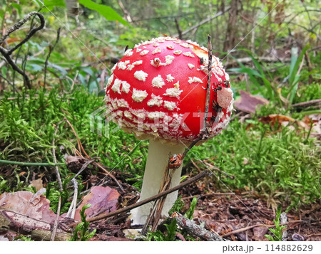 Fly agaric is a mushroom with a red cap in the forest among moss, grass, firs, trees and other plants Fly agaric is a mushroom with a red cap in the forest among moss, grass, firs, trees and other plants 114882629