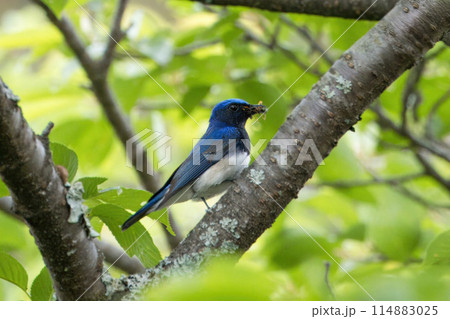 捕らえた虫をくわえ枝にとまるオオルリ 114883025