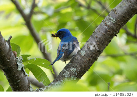 捕らえた虫をくわえ枝にとまるオオルリ 114883027