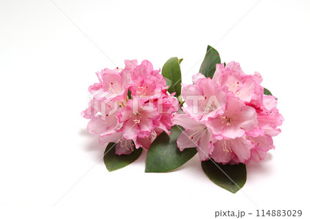 白背景のシャクナゲの花 114883029