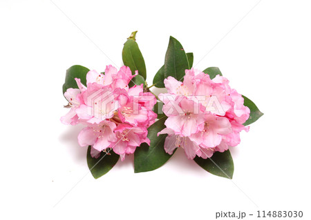 白背景のシャクナゲの花 白背景のシャクナゲの花 114883030