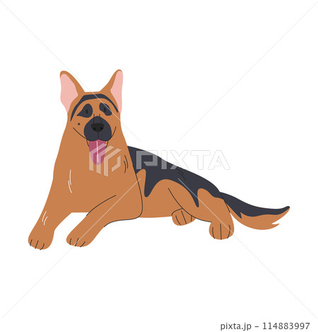 Cute lying adult german shepard with tongue out 114883997