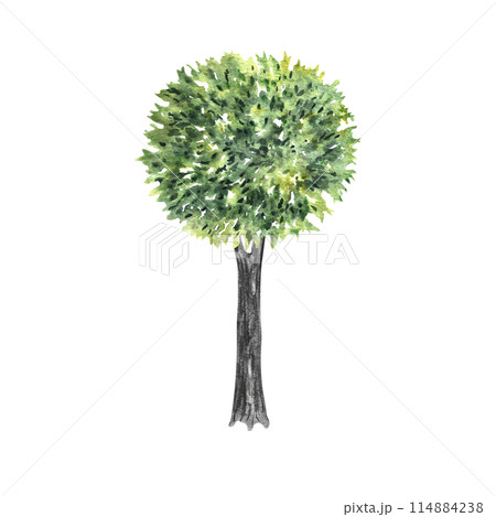 Tree. Hand-made watercolor illustration with a green tree on the side. For drawing landscape and architecture, environmental and garden elements, and botanical elements for the section. 114884238
