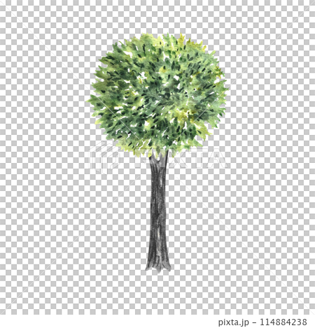 Tree. Hand-made watercolor illustration with a green tree on the side. For drawing landscape and architecture, environmental and garden elements, and botanical elements for the section. 114884238