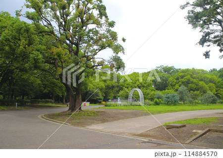 代々木公園/東京都渋谷区代々木神園町 代々木公園/東京都渋谷区代々木神園町 114884570