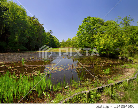 石神井公園　三宝寺池　東京都 114884600