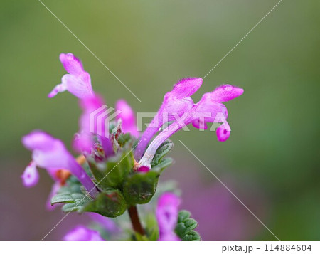 ホトケノザの花のアップ 114884604