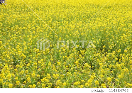 福岡県古賀市の筵内菜の花公園 福岡県古賀市の筵内菜の花公園 114884765