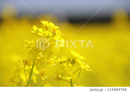 福岡県古賀市の筵内菜の花公園 福岡県古賀市の筵内菜の花公園 114884766