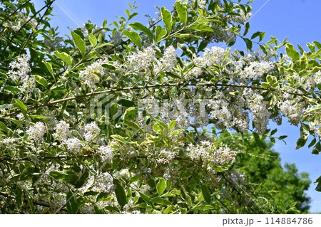 セイヨウイボタノキの花・西洋水蝋 114884786