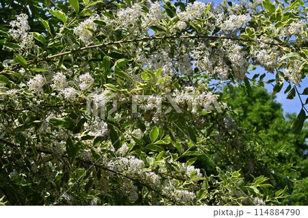 セイヨウイボタノキの花・西洋水蝋 114884790