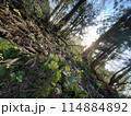 木々が生い茂る世界 114884892