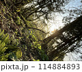 朝日に照らされる木 114884893