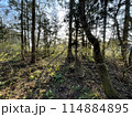 森の中の静かな森 114884895