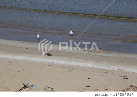福岡市志賀島海岸のかもめ 114884914