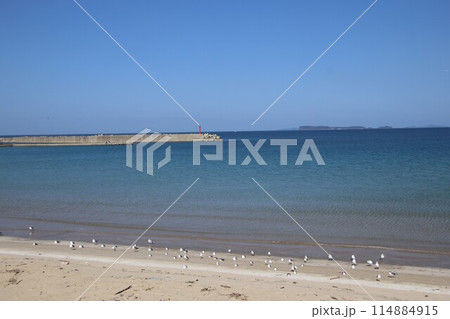 福岡市志賀島海岸のかもめ 114884915