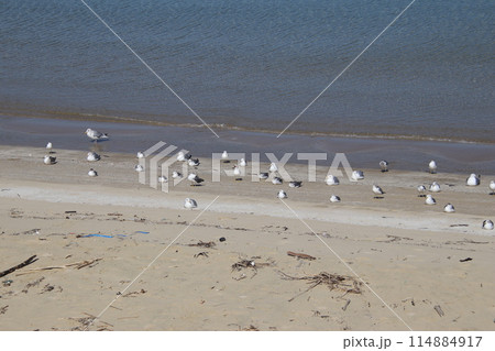 福岡市志賀島海岸のかもめ 114884917