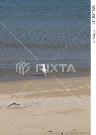 福岡市志賀島海岸のかもめ 福岡市志賀島海岸のかもめ 114884920