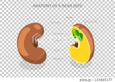 3D Isometric Flat  Conceptual Illustration of Anatomy Of A Bean Seed, Educational Labelled Diagram 114885177
