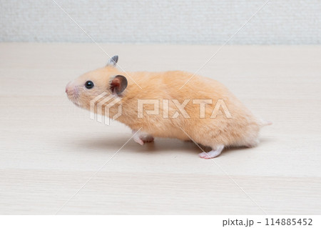 ハムスター 小動物 ペット かわいい ハムスター 小動物 ペット かわいい 114885452