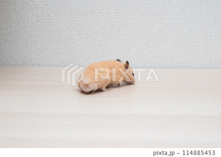 ハムスター 小動物 ペット かわいい 114885453