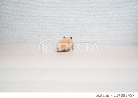 ハムスター 小動物 ペット かわいい 114885457