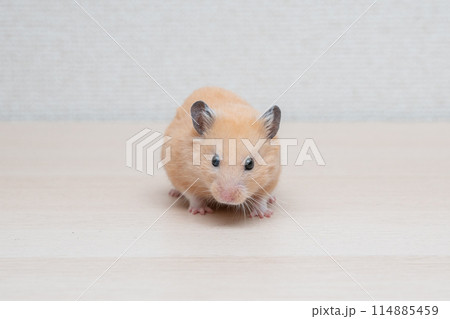 ハムスター 小動物 ペット かわいい 114885459