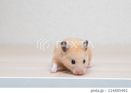 ハムスター 小動物 ペット かわいい 114885461