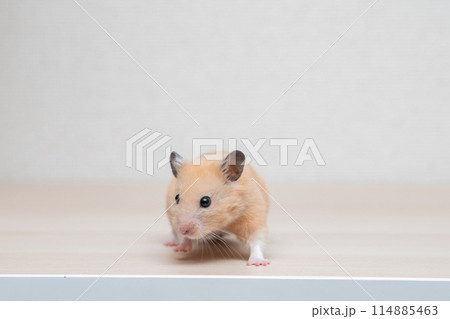 ハムスター 小動物 ペット かわいい 114885463