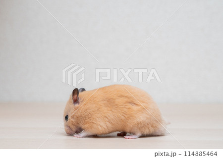 ハムスター 小動物 ペット かわいい 114885464