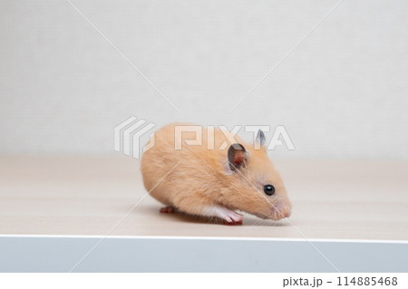 ハムスター 小動物 ペット かわいい 114885468
