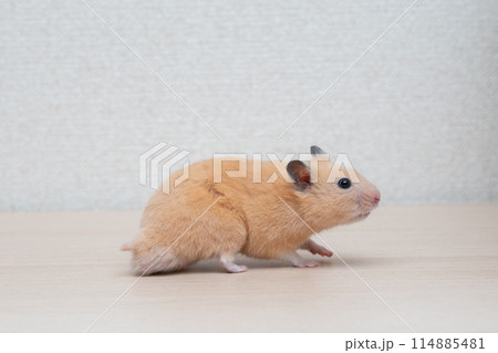 ハムスター 小動物 ペット かわいい 114885481